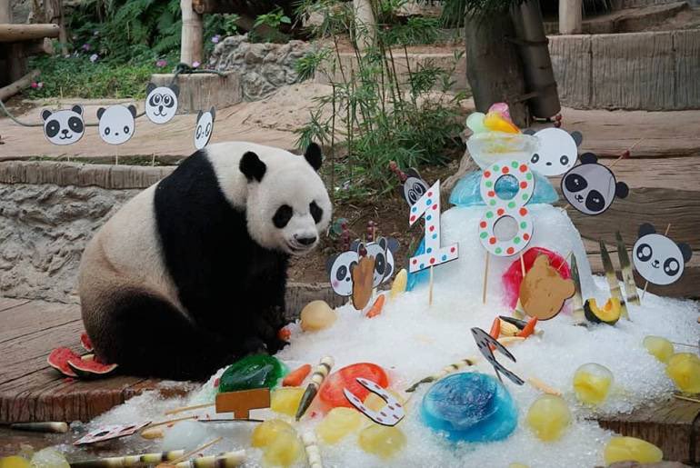 #หลินฮุ่ย ไม่ใช่ทูตฟรี รัฐบาลไทยต้องจ่ายเงินเข้าโครงการอนุรักษ์หมีแพนด้าสมาคมอนุรักษ์สัตว์ป่าของจีน (CWCA) ทั้งหลินฮุ่ย ช่วงช่วง และหลินปิงรวม 230.49 ล้านบาท ยังไม่ชัดเจนว่าไทยต้องจ่ายค่าชดเชยห้าแสนดอลลาร์ให้กับจีนหรือไม่จนกว่าจะพิสูจน์สาเหตุการตายของหลินฮุ่ยกับผู้เชี่ยวชาญจีน