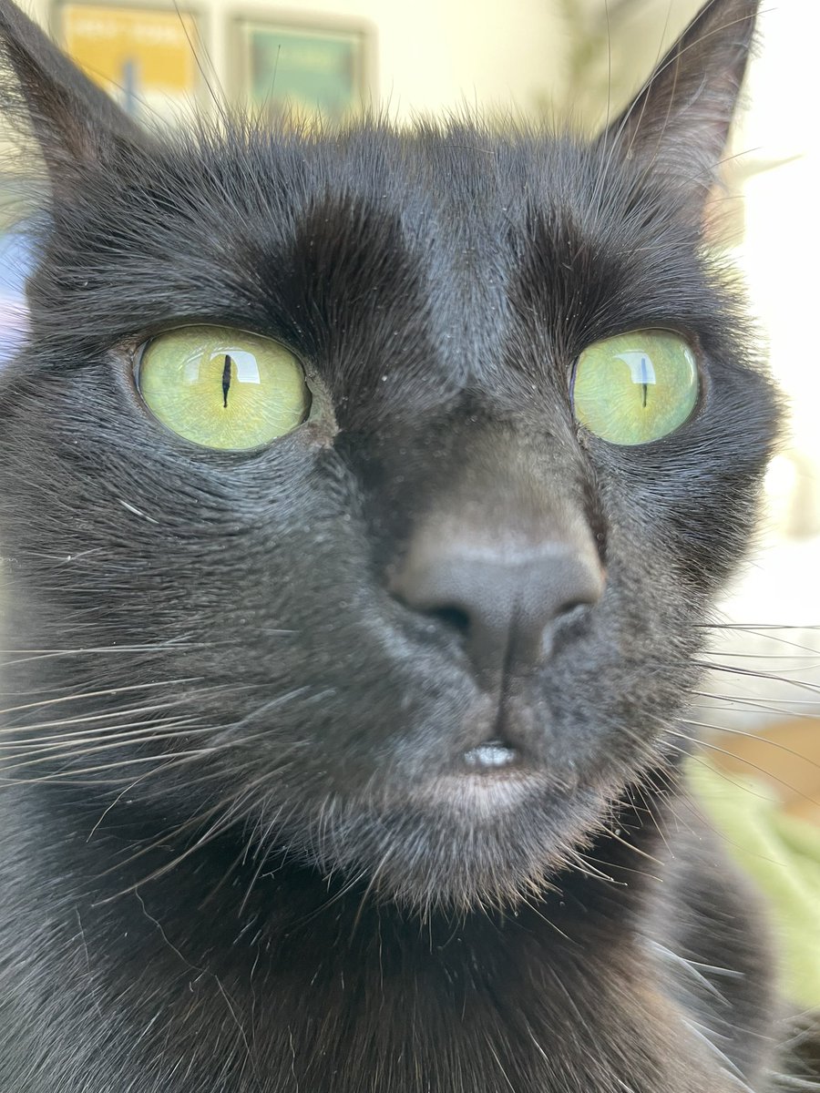 having a pet is taking as many unflattering photos of them as possible