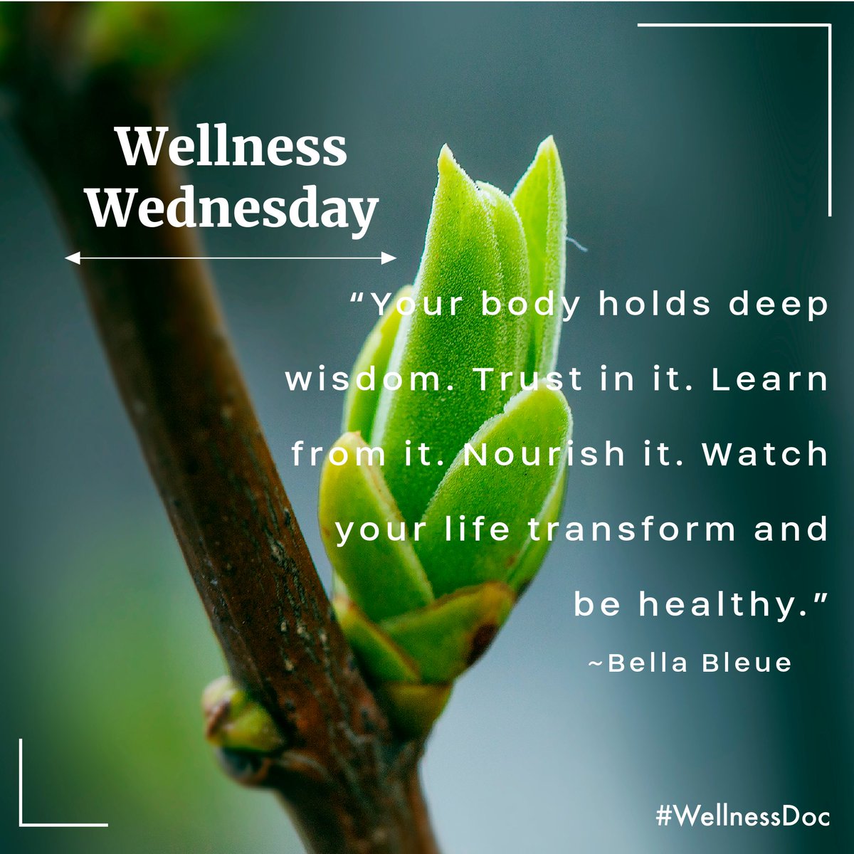 WellnessDoc2's tweet photo. "Your body holds deep wisdom. 
Trust in it. Learn from it. Nourish it. 
Watch your life transform and be healthy." 🌱
~ Bella Bleue

#WellnessWednesday ✨

#WellnessDoc #pathtowellness #chiropractic 
#southedmontonchiropracticclinics #summersidechiropractic #YegChiro #AbChiro https://t.co/EApcmZQVJH