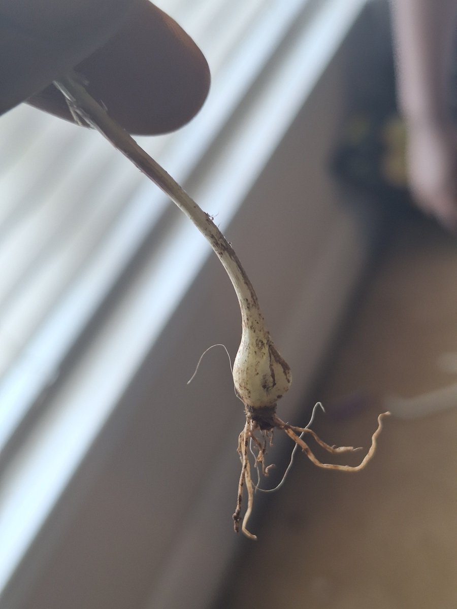 darkvdred's tweet photo. Got a whole family of #fieldgarlic growing in my backyard. Courtesy of the ancestors. 🙏🏿💖🧄 https://t.co/K9oOH7qwL6