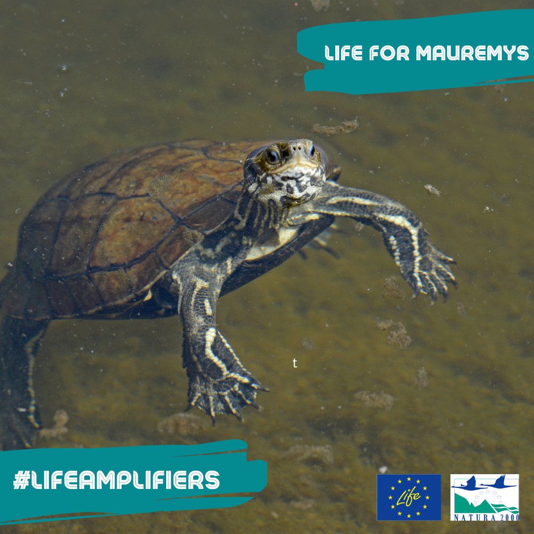 Say hello 👋to another #LIFEAmplifier!

Our #LIFEproject @LIFEforMauremys 🇭🇷 is helping to save the Balkan Terrapin🐢

These species play a vital role in Mediterranean freshwater ecosystems - hence their importance for #EUBiodiversity!

Get to know them 👉 bit.ly/LIFE4Mauremys