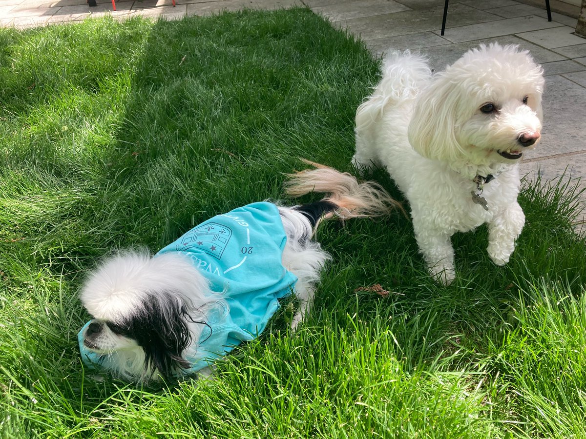 #rafa&yoshi sporting our #washugivingday swag. There’s still time to give today to support the student experience. d31hzlhk6di2h5.cloudfront.net/20230419/f9/3a…