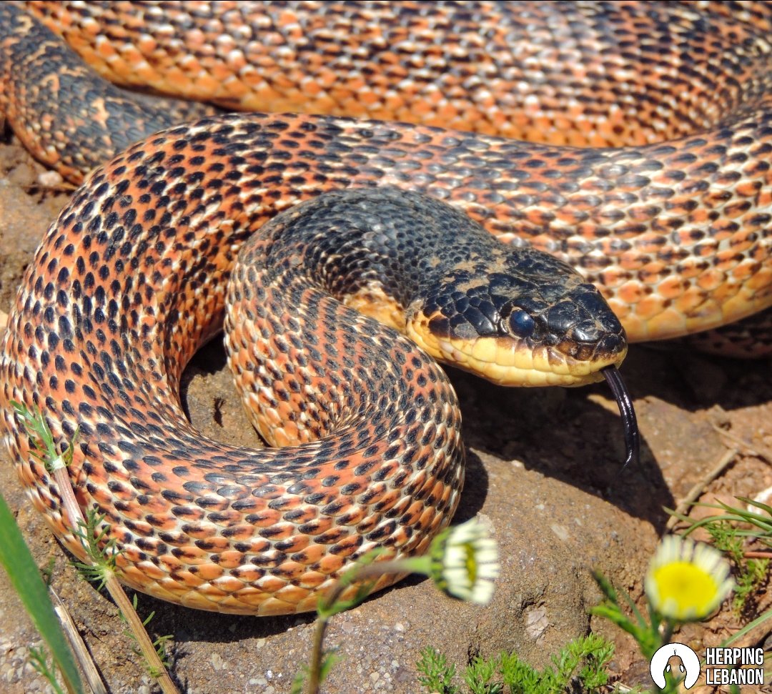HerpingLebanon's tweet photo. The "legendary pokemon" of native #snakes.
Finally, after more than 5 years of looking for this stunner, I was lucky to see it in the wild yesterday!
Levant Rat Snake (Elaphe druzei, sp. nov.)
📍Lebanon
#herpinglebanon #snakesoflebanon #elaphedruzei #herpetology #snake #iucn https://t.co/c3jkzhTlFc