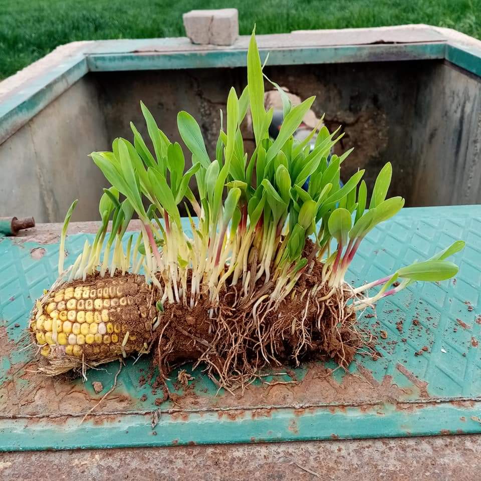 Sıcaklık,oksijen,ışık dormansinin doğasını bozdu.