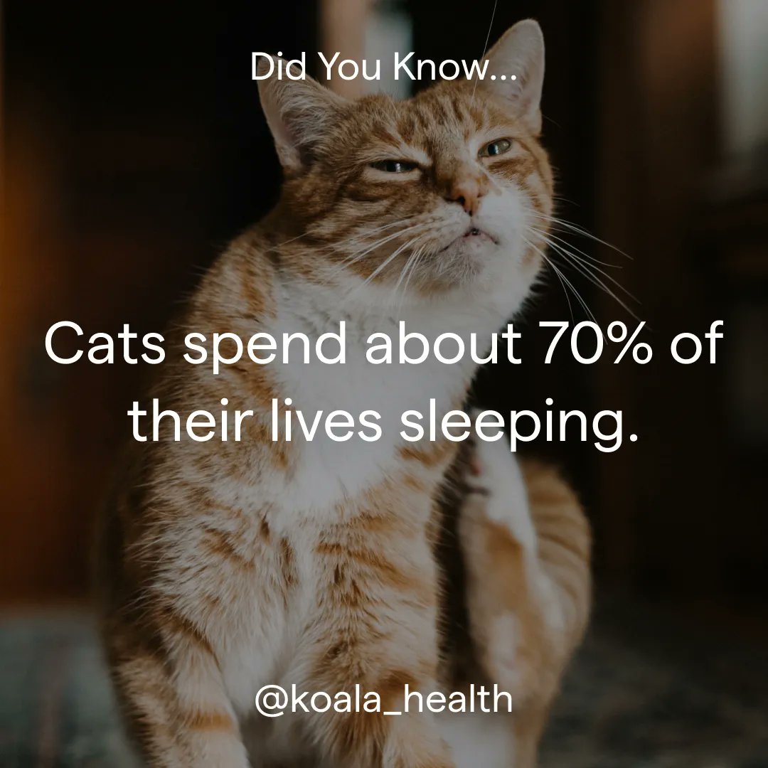 Koala Health tweet media