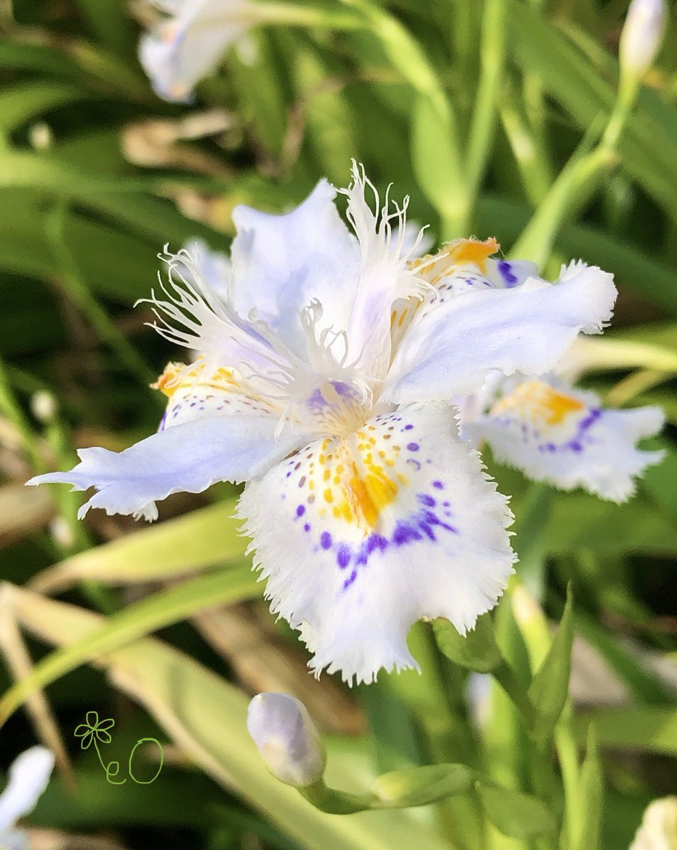 eO48544649's tweet photo. おはようございます☀️
本日もよろしくお願いします🌸
Good morning❣️
Have a happy Thursday. 💐
#花 #Flowers #TLを花でいっぱいにしよう #goodmorning #おはよう #シャガ #flowerphotography #キリトリセカイ #FringedIris #胡蝶花 #春 #CrestedIris https://t.co/TQtc6yGrip