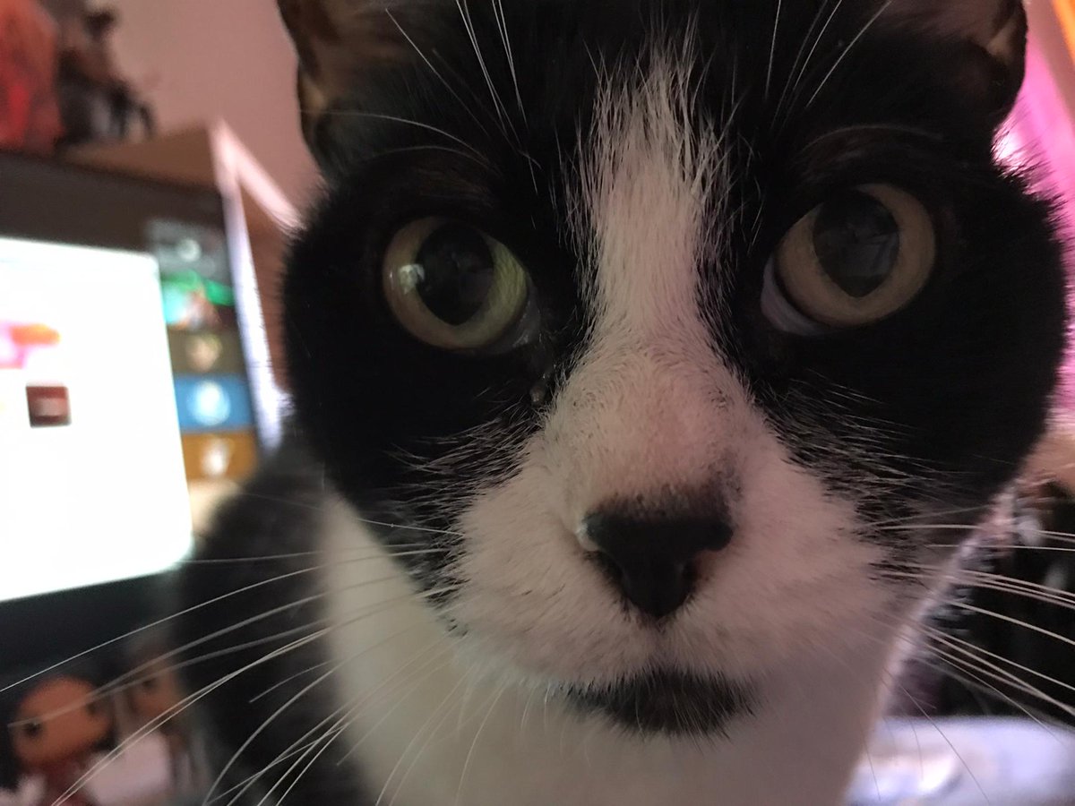 thatssocat7's tweet photo. Ellie // Ellie https://t.co/kamVlTyA1R