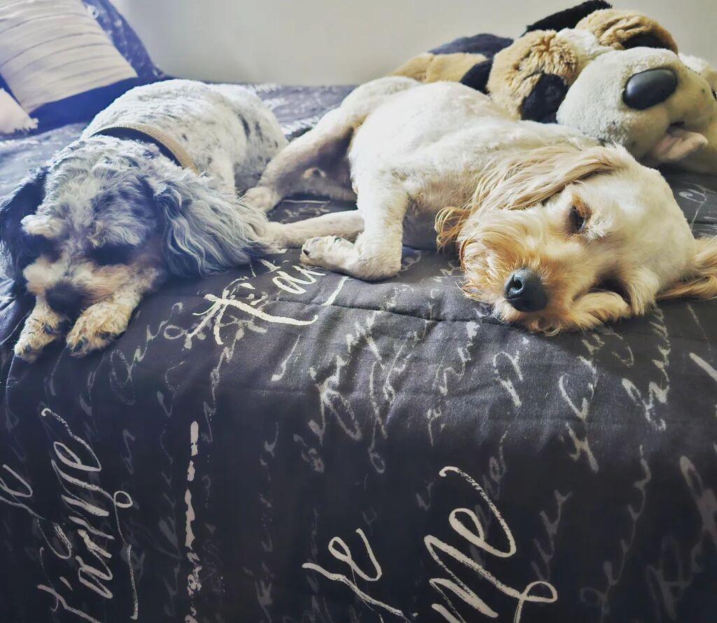 Such a hard life... 😪 😅🤣
#cavapoosofinstagram #cutestpuppy #dogsofinstagram #unbowedunbentunbroken #dogdad #dogdays #cavapoopuppy #cavapoolove #doglife instagr.am/p/CrOy_dePpyM/