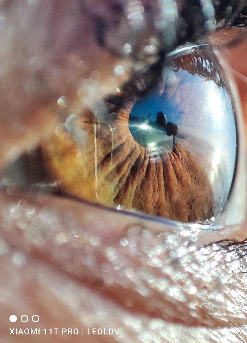 @Yaacov97531 Beautiful Brown eye

#photooftheday #19Abril #reflectionphotography