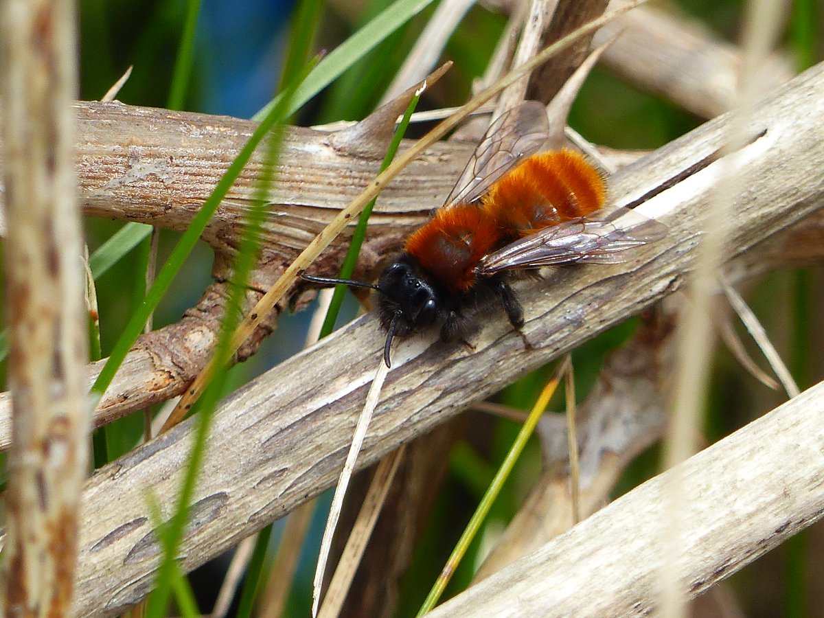 Tawny Mining bees (Andrena fulva) have been out in number the past week or so. This female stopped for a rest in the hazy sunshine. #NorthEastBeeHunt @NEE_Naturalist