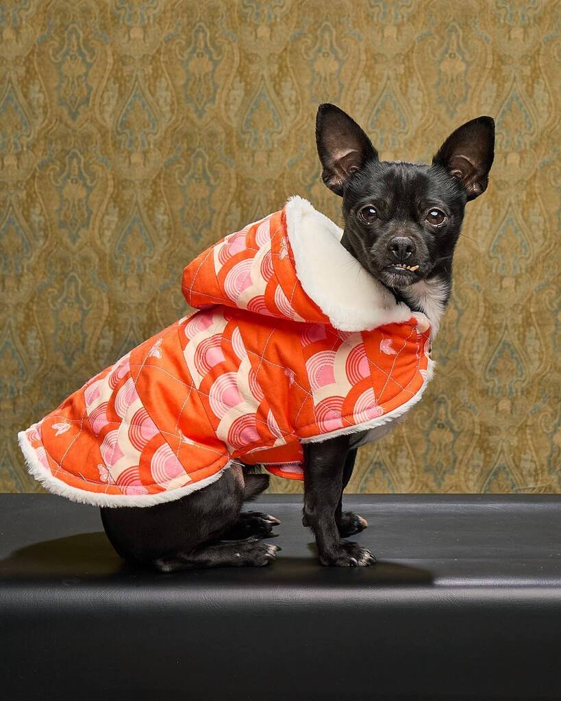 Rachel ( @gouachegirlz )has been working hard in the sewing world and has created some amazing work. Here she used our dogs @iggybrowneyes to show off what she can do. Who do you think wears it better? Jack-Jack (little guy) or Iggy (big girl). instagr.am/p/CrO5M-wuXmV/