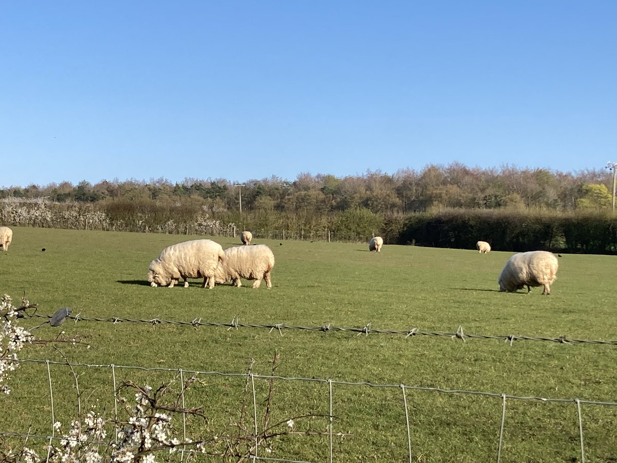 Celia Hart tweet media