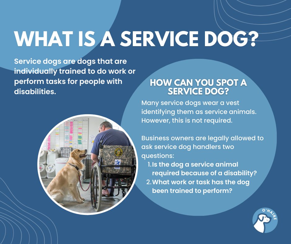 The OHAIRE Lab's research has helped put evidence behind some of the benefits service dogs can provide their handlers with a disability. Over the next few weeks, we will be learning about the best ways to interact with a service dog handler and their canine. Follow us to tune in!