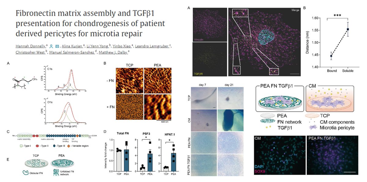 HaoYin20's tweet image. Solid-phase TGFβ1 for CD146+ #Pericyte #Chondrogenesis w/o #Ossification

Solid-state delivery of nanogram😎growth factor with Plasma-polymerized poly(ethyl acrylate)-driven Fibronectin fibrillogenesis

@hannahdonnelly_ @DalbyMatthew @BiomaterialsAdv 2023
sciencedirect.com/science/articl…