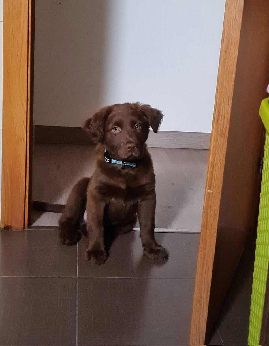 Linitasanchez34's tweet photo. Mi osito de chocolate yo te amo 🤎🥹 https://t.co/sMHegKHc9b