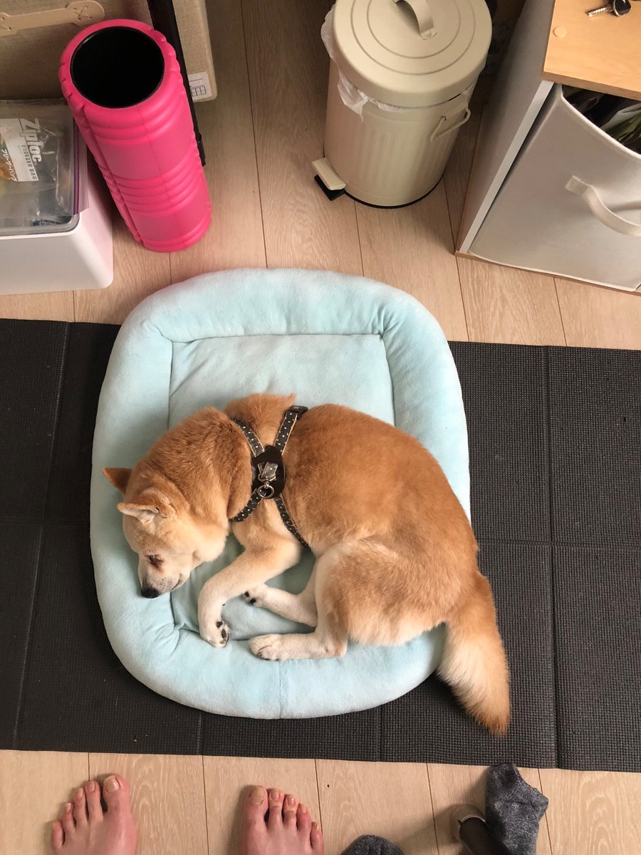 INabe0717's tweet photo. 2匹の柴犬。。

ロイはどんどん太る。。

ケンちゃんは16歳だから逆にどんどん赤ちゃんみたいになっていくー。。😄 https://t.co/5QQaQzJh0t
