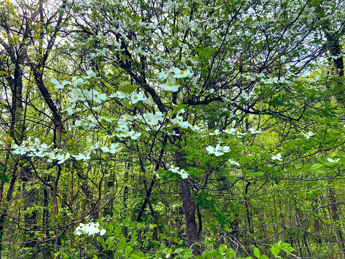 George Ironstrack tweet media