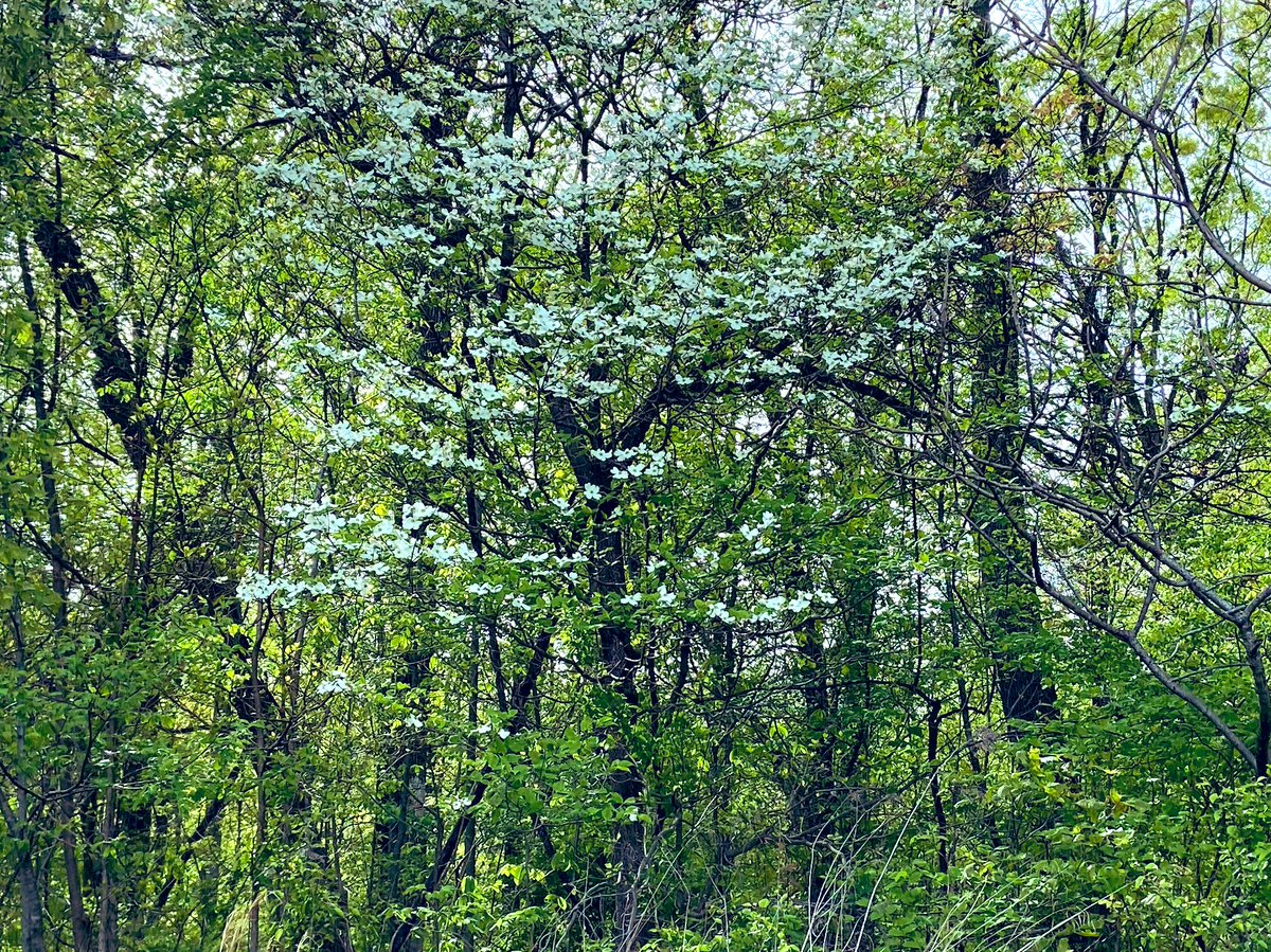 George Ironstrack tweet media