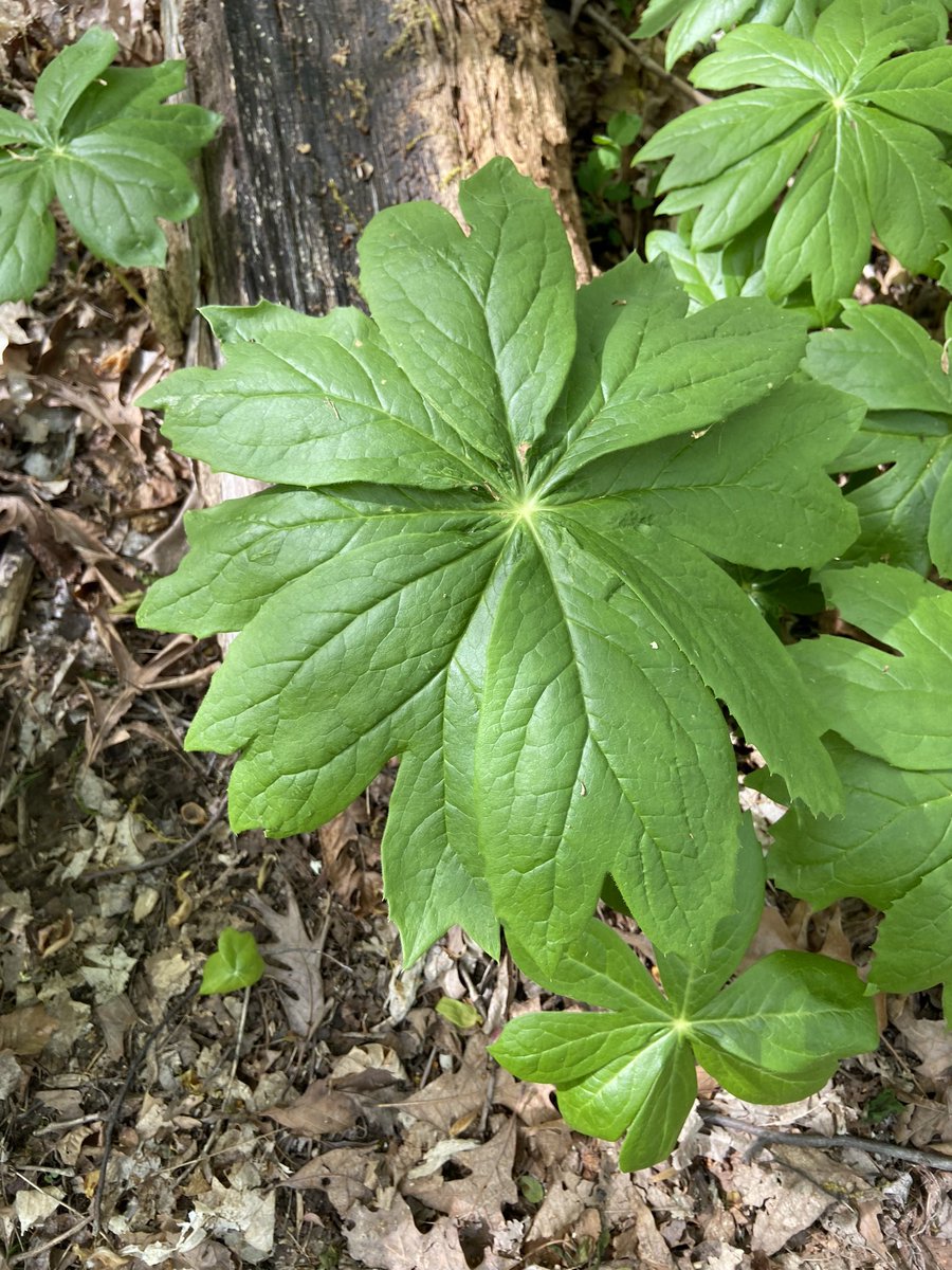 George Ironstrack tweet media