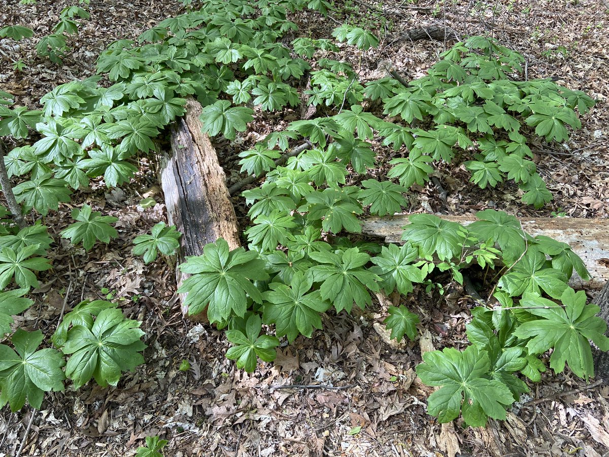 George Ironstrack tweet media