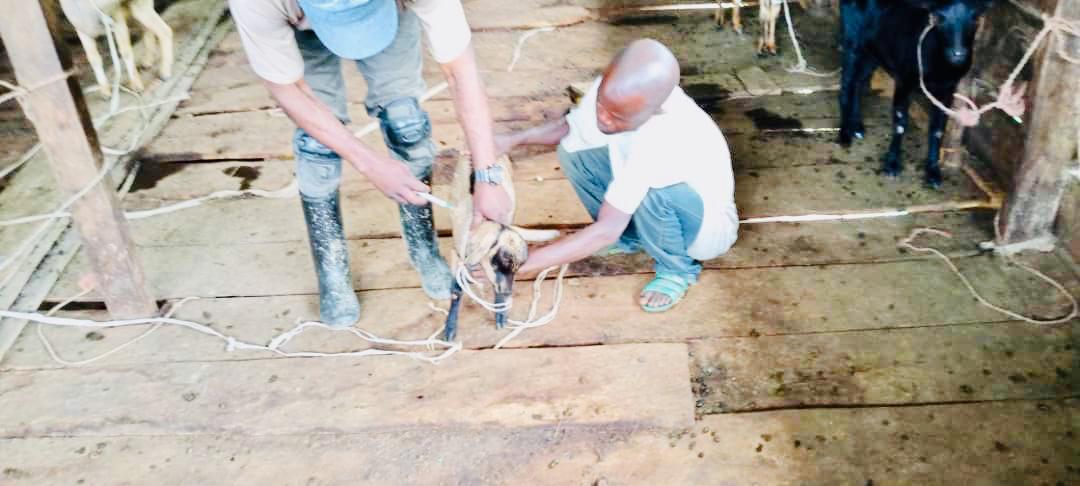 WOA_RDC's tweet photo. Les distributions des géniteurs ayant pris fin, Women Of Africa par le biais de ces agents  terrain à Mwenga continuent d'assurer le suivi  des animaux reçus (porcs et chèvres) pour leur traitement à Byonga, Nyamibungu, Tusseswa, Iganda, Sungwe, Kasika et Chowe. Lors de cette 1/3 https://t.co/8eRRP3Igkt
