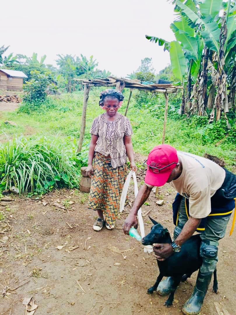 WOA_RDC's tweet photo. Les distributions des géniteurs ayant pris fin, Women Of Africa par le biais de ces agents  terrain à Mwenga continuent d'assurer le suivi  des animaux reçus (porcs et chèvres) pour leur traitement à Byonga, Nyamibungu, Tusseswa, Iganda, Sungwe, Kasika et Chowe. Lors de cette 1/3 https://t.co/8eRRP3Igkt