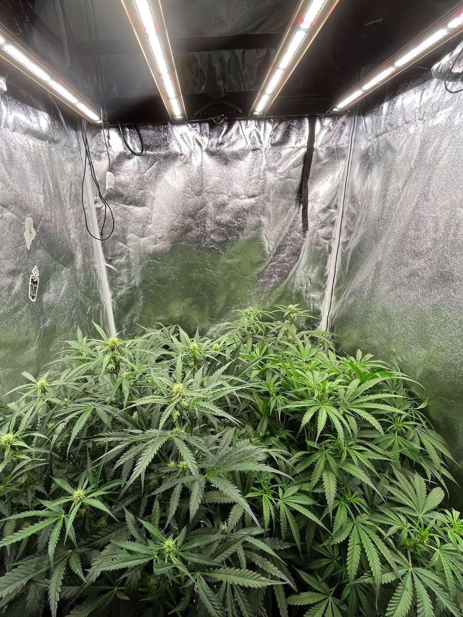 PushnPhosphorus's tweet photo. Day 37 End of the day.

Lights: @GrowersChoice #ROIE420     

Pots: 3.9G
@autopotusa
(pushnautopots) = 10% off        Tent: 4x4

@walipini
(Back row) (Pushnp) = 25% off

@Speedrunseeds
(Front row)

#Cannaland #growerschoiceLighting #Autopots #Autopot #GrowersChoiceLEDs #ROIE #420friendly #Marijuana