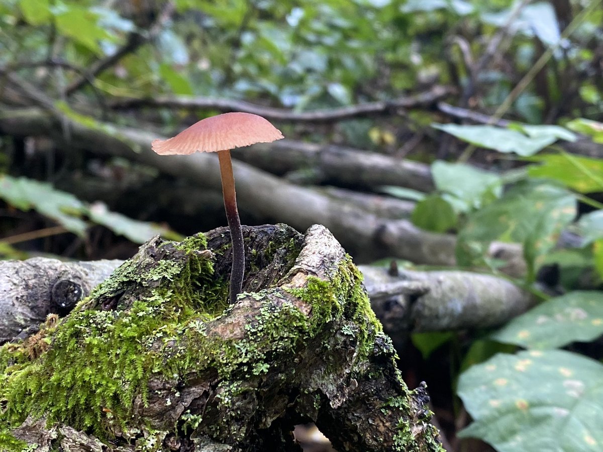 mycelialweb's tweet photo. Little Teacher 014 and the real world Fungi! 🍄 https://t.co/O8OQ18yyOE