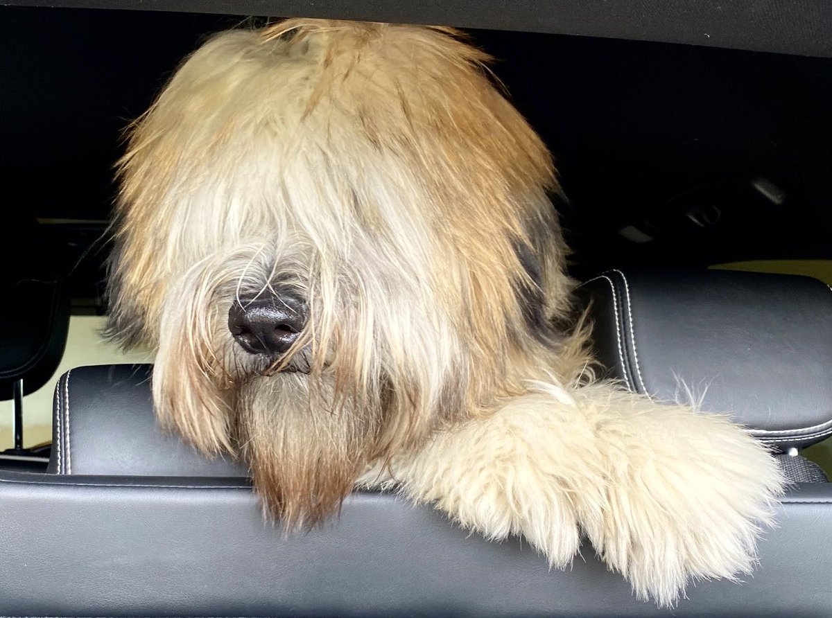 SirWilliamChes1's tweet photo. Ah, the long hair days 😎 ✌️ #hairinthewind #peace  #scwt  #DogsofTwittter  #wheatenterrier https://t.co/Ru42ftcUfO