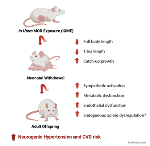 Research presented at #APS2023 suggests children born to mothers who use opioids during pregnancy are more at risk for heart, metabolic disease. Read release: ow.ly/2qTS50NM5bJ. Image credit: <a href="/Dr_Analia_Loria/">Loria Lab</a>