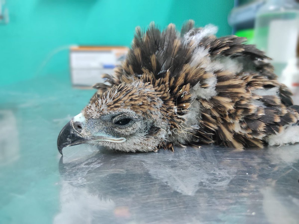 How we feel after a long day tending to dozens of new intakes: ⠀ #allthatbreathes #wildliferescue #wednesdaythoughts #wildliferescueindia #birdrescue #blackkite