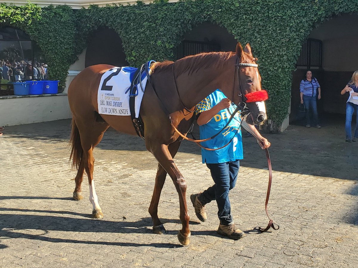 sdhorserace tweet media