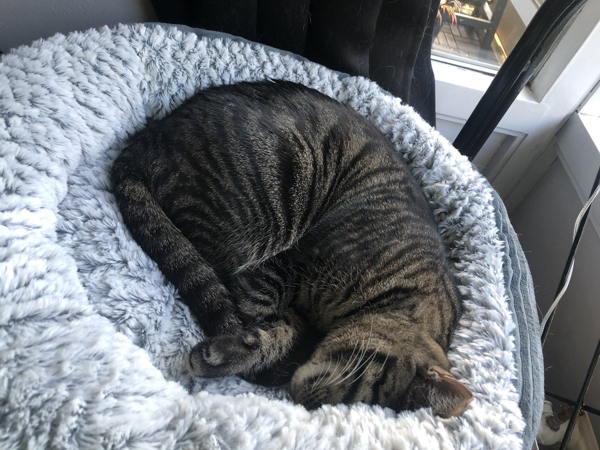 Don_tMindMe's tweet photo. Send pussy pics please 🐈🐈‍⬛ https://t.co/yyxZ6ASGx4