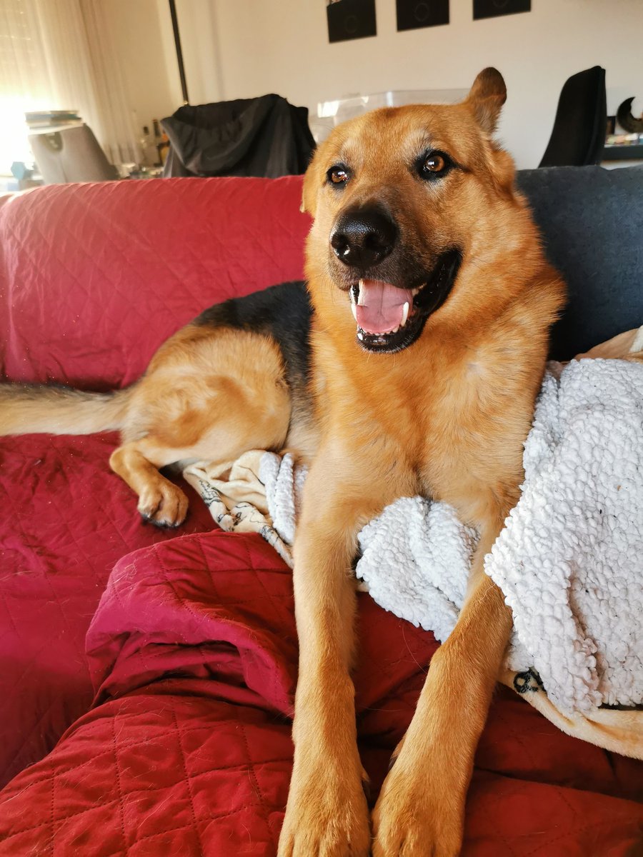 Paco_Bealy_Jane's tweet photo. Happy Dog, happy Life ❤️
#PacoBealyundJane #Hugositting #KleinHugo https://t.co/D1G6CVY4Ay