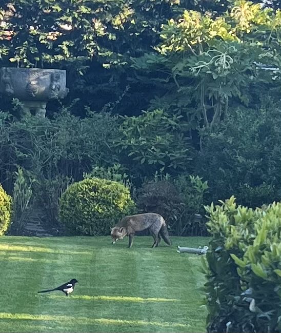 ‘How’s the cubs?’ ‘Doing my head in. Chicks?’ ‘Same’ ‘I’ve just popped out for a pint and a sandwich’ No one can convince me this conversation isn’t actually happening. 🧡🦊🐦🧡