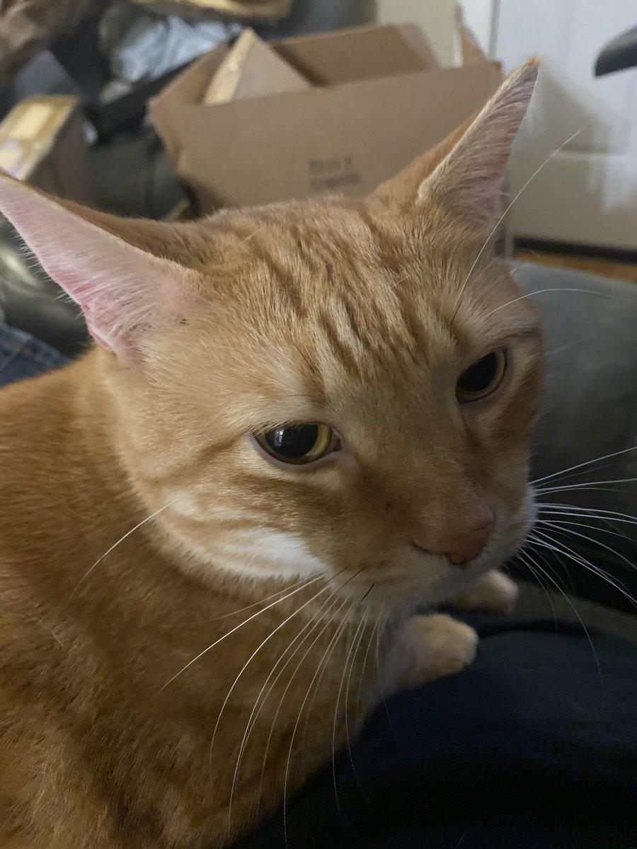 Hey everyone - SD will be taking a short break for a few days in remembrance of one of our closest friends had passed unexpectedly last night. 

We all miss you dearly Mr. Pancake.