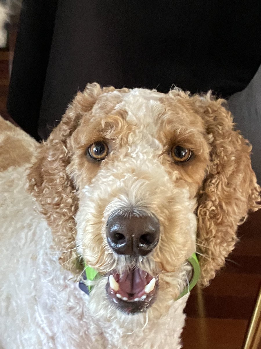 createurownart's tweet photo. What do you mean you can’t use the painters tape if it has teeth marks !?!
#dogsoftwitter #WednesdayMotivation
#springrenovations https://t.co/SRUSwW3hIy
