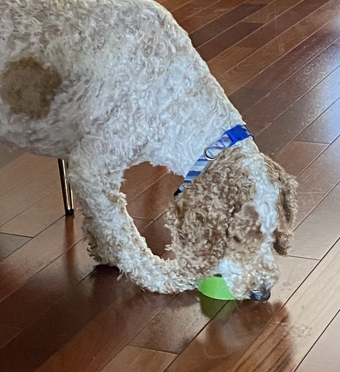 createurownart's tweet photo. What do you mean you can’t use the painters tape if it has teeth marks !?!
#dogsoftwitter #WednesdayMotivation
#springrenovations https://t.co/SRUSwW3hIy