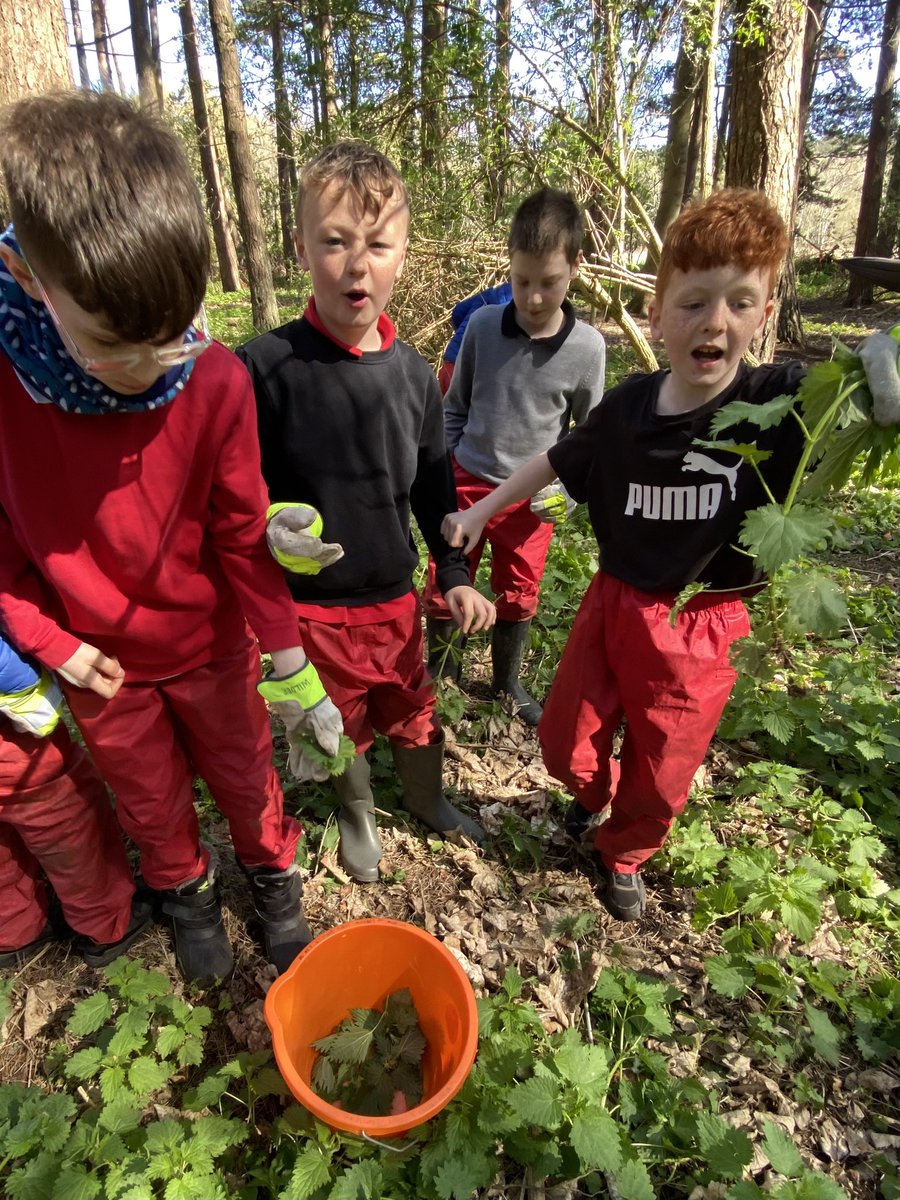 dpsforestschool tweet media