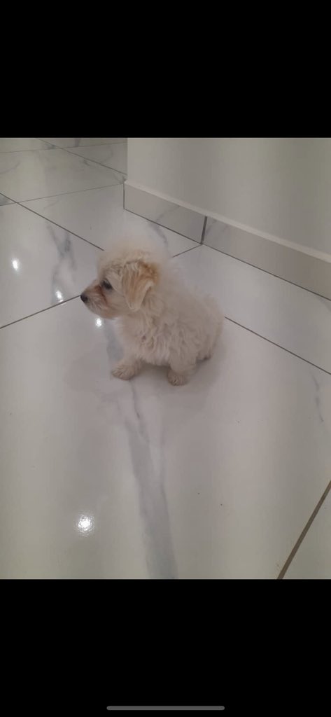 foreignlover2's tweet photo. New addition to the family. Zeus https://t.co/oPV5x7HbJm