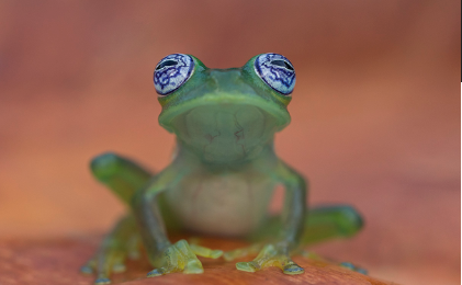 Lasker Foundation (@laskerfdn) on Twitter photo A new study shows that IRBP, a protein necessary for vision in vertebrates, was acquired from bacteria over 500 million years ago. <a href="/Daugherty_Lab/">Matt Daugherty</a> <a href="/ChinmayK98/">Chinmay Kalluraya</a>
<a href="/PNASNews/">PNASNews</a> article: ow.ly/B69l50NMksY
<a href="/ScienceMagazine/">Science Magazine</a> digest: ow.ly/9JJI50NMksZ A new study shows that IRBP, a protein necessary for vision in vertebrates, was acquired from bacteria over 500 million years ago. <a href="/Daugherty_Lab/">Matt Daugherty</a> <a href="/ChinmayK98/">Chinmay Kalluraya</a>
<a href="/PNASNews/">PNASNews</a> article: ow.ly/B69l50NMksY
<a href="/ScienceMagazine/">Science Magazine</a> digest: ow.ly/9JJI50NMksZ