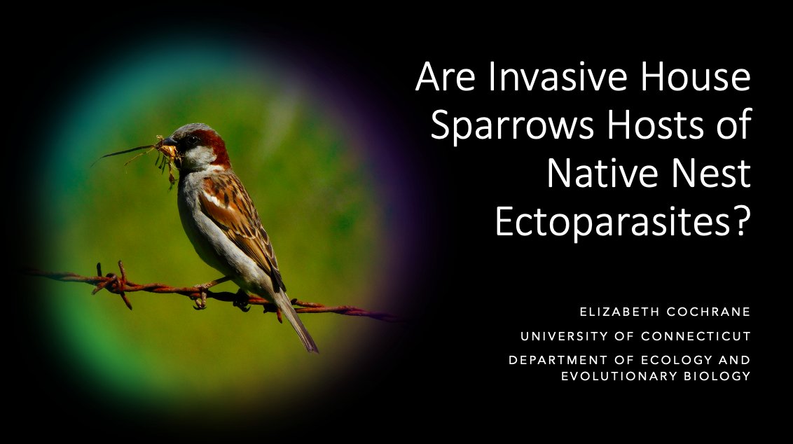 Elizabeth Cochrane (@enviscieliza) on Twitter photo I'm presenting my first-ever talk this Monday (4/24) at the <a href="/UConnEEB/">UConn EEB Department</a> Undergraduate Research Symposium!
I'll be presenting the results of my summer research: Are Invasive House Sparrows Hosts of Native Nest Ectoparasites?
It is crazy to believe this project began a year ago! I'm presenting my first-ever talk this Monday (4/24) at the <a href="/UConnEEB/">UConn EEB Department</a> Undergraduate Research Symposium!
I'll be presenting the results of my summer research: Are Invasive House Sparrows Hosts of Native Nest Ectoparasites?
It is crazy to believe this project began a year ago!