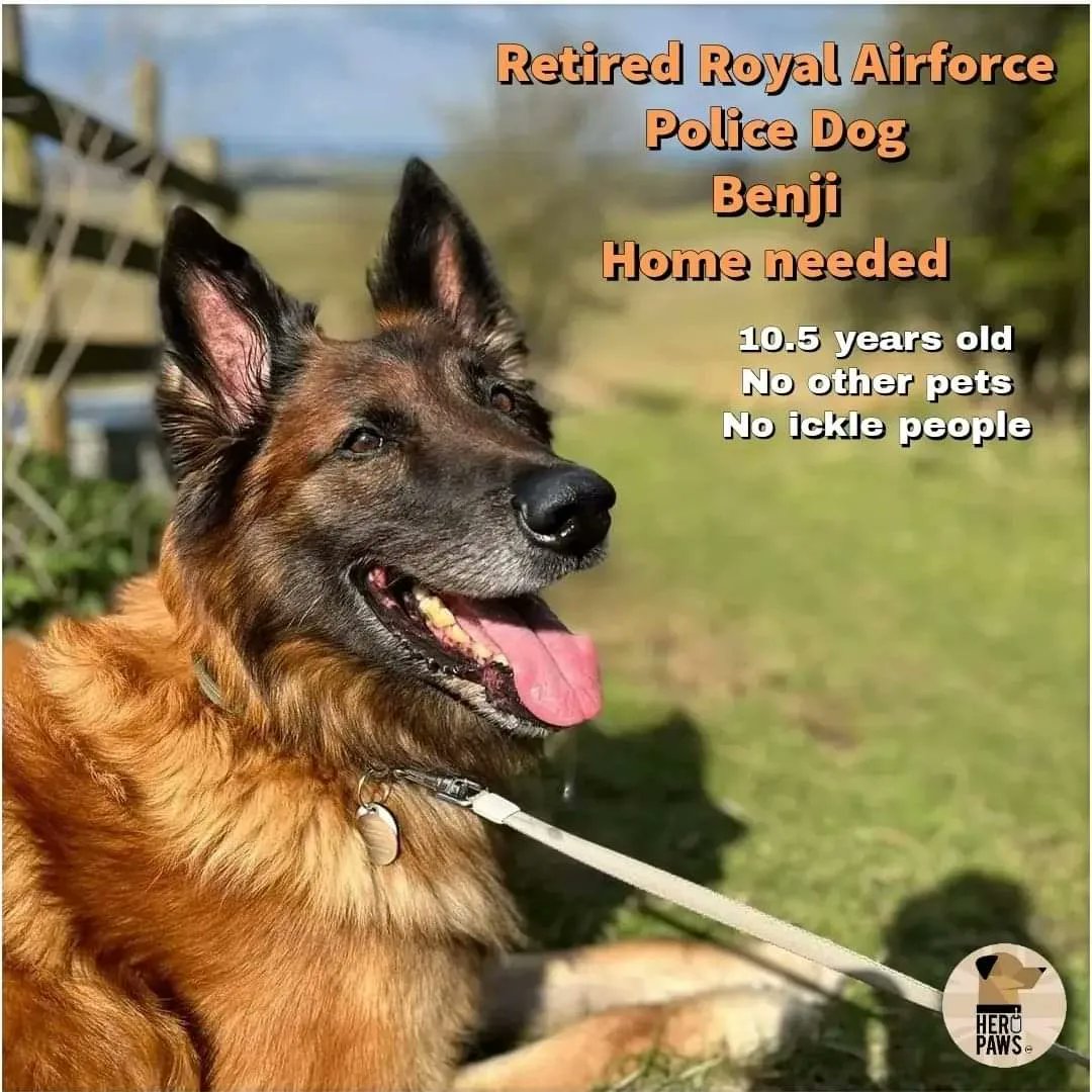 HERO PAWS tweet media