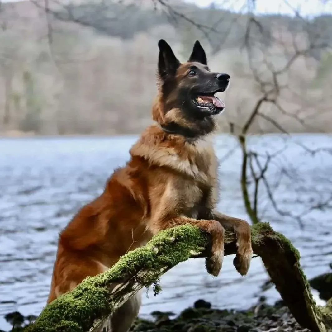 HERO PAWS tweet media