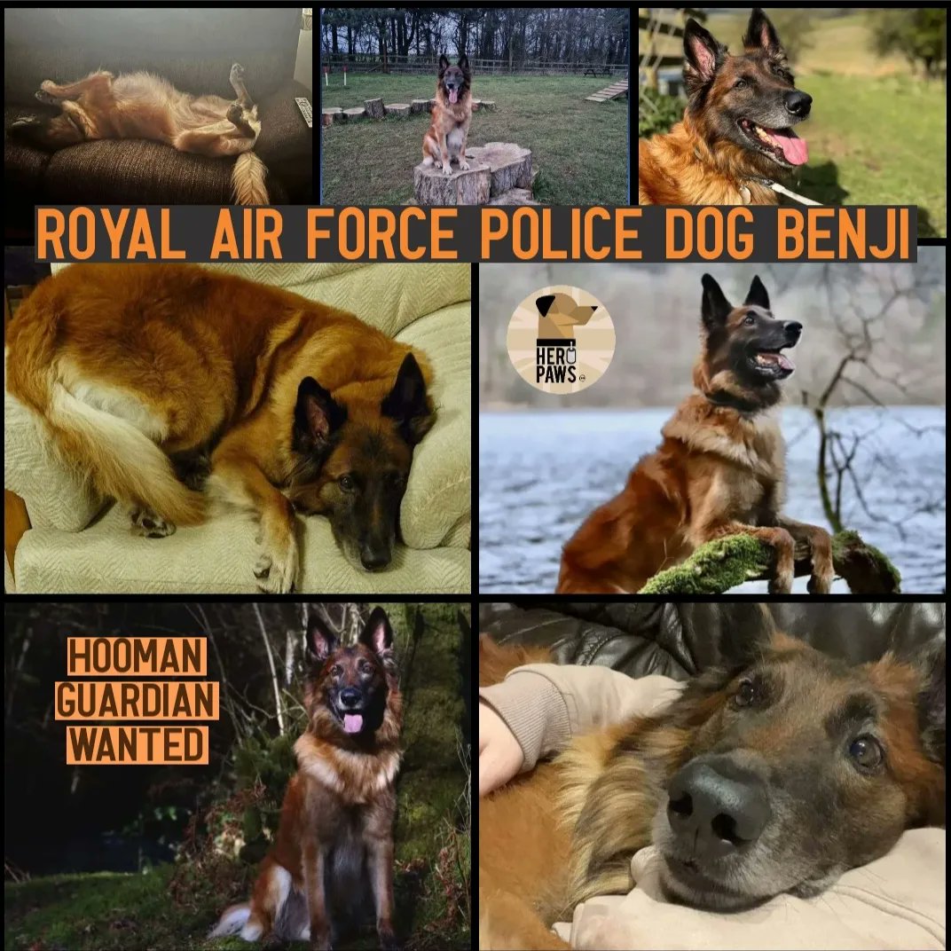 HERO PAWS tweet media