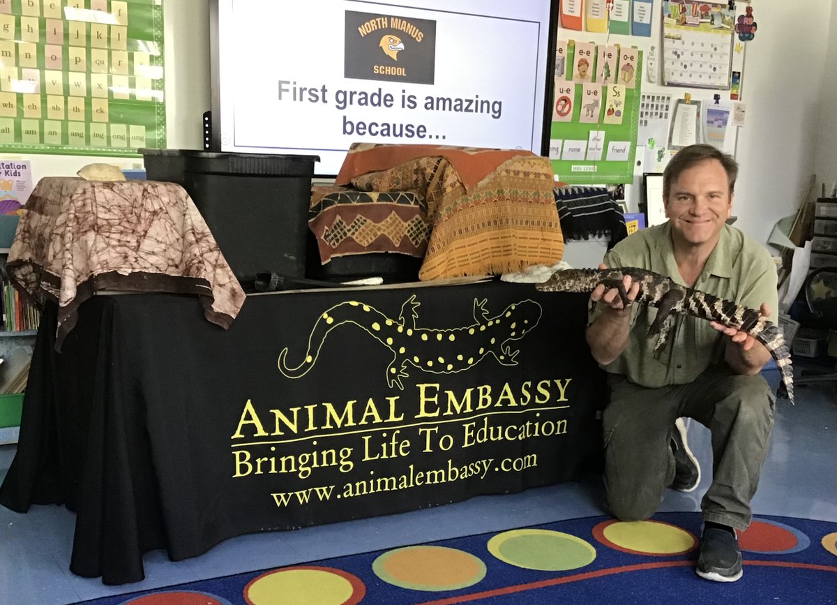 Thanks to our generous PTA for inviting Animal Embassy to our first grade today! It was so fun to have so many animals right in our classrooms!! Ss learned a lot too! <a href="/DrJones_GPS/">Dr. Toni Jones</a> <a href="/MJDAmico_GPS/">Marc J. D'Amico</a> <a href="/NMSCTAP/">North Mianus School</a> <a href="/northmianuspta/">North Mianus School PTA</a>
