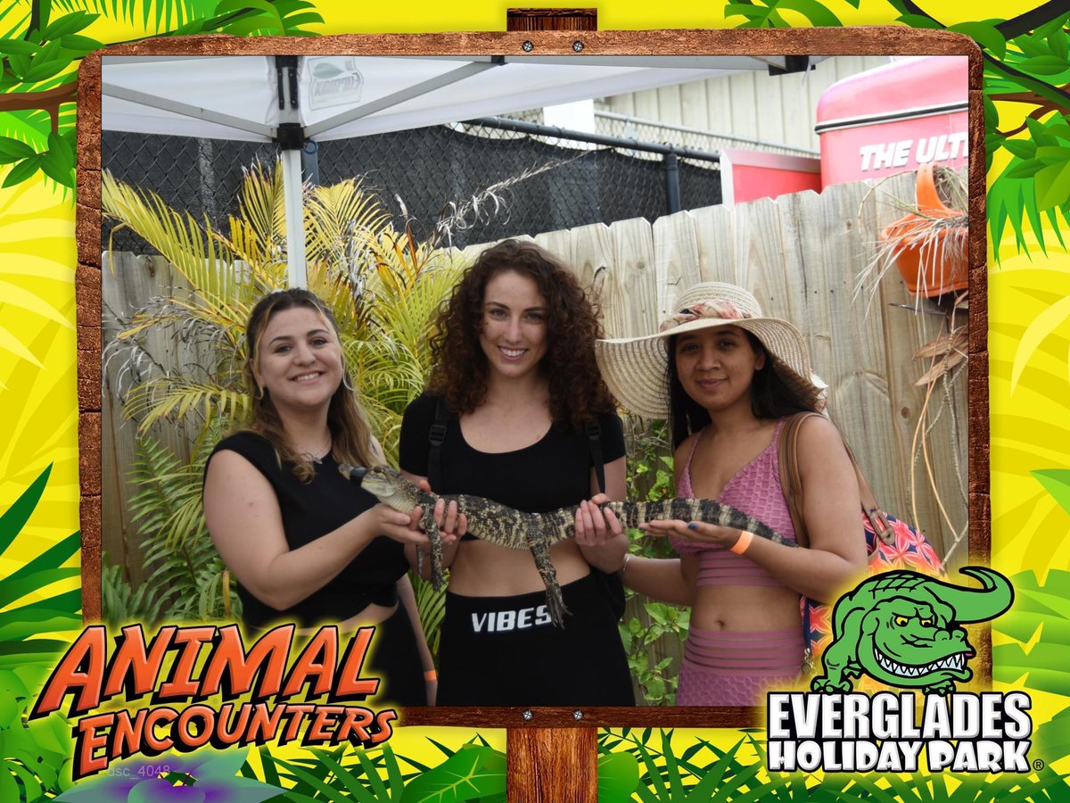 Have you always wanted to hold a baby alligator? Well, you get a FREE baby gator group photo with your party, included with the price of admission! 🐊📸

#evergladesholidaypark #ehp #thingstodo #adventure #airboattour #everglades #gator #babygator #alligator #animalencounter