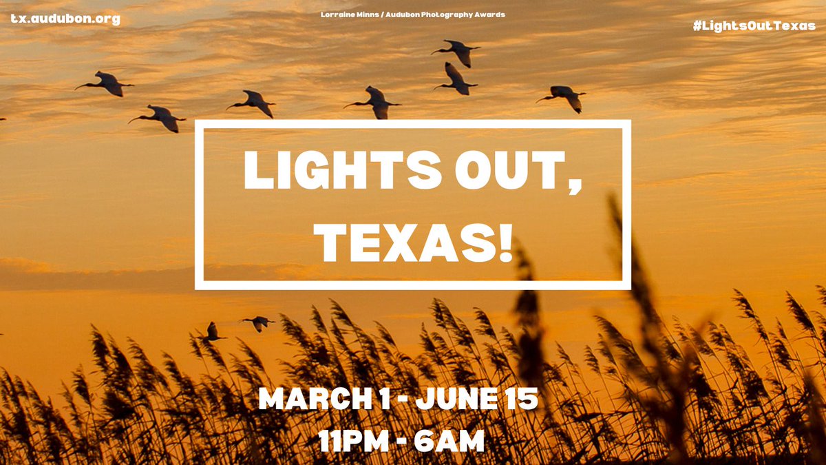 fwmsh's tweet photo. Did you know 1 out of every 3 birds migrating through the U.S. passes through Texas? That's nearly 2 billion birds by June 15, 2023! Learn how to help them travel safely: https://t.co/G6ubczybWd

@AudubonTX #LightsOutTexas #AudubonTexas #BringBirdsBack @TCAtexas https://t.co/Zzr3M7nIl6
