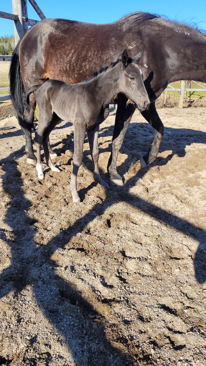 HICKOTHEFABULOUS tar nå over stjernestatus etter Hickothepooh.  Flott svart hingst som ble født ute idag. Dimitria på begge sider. Fabulous Wood- Champagne