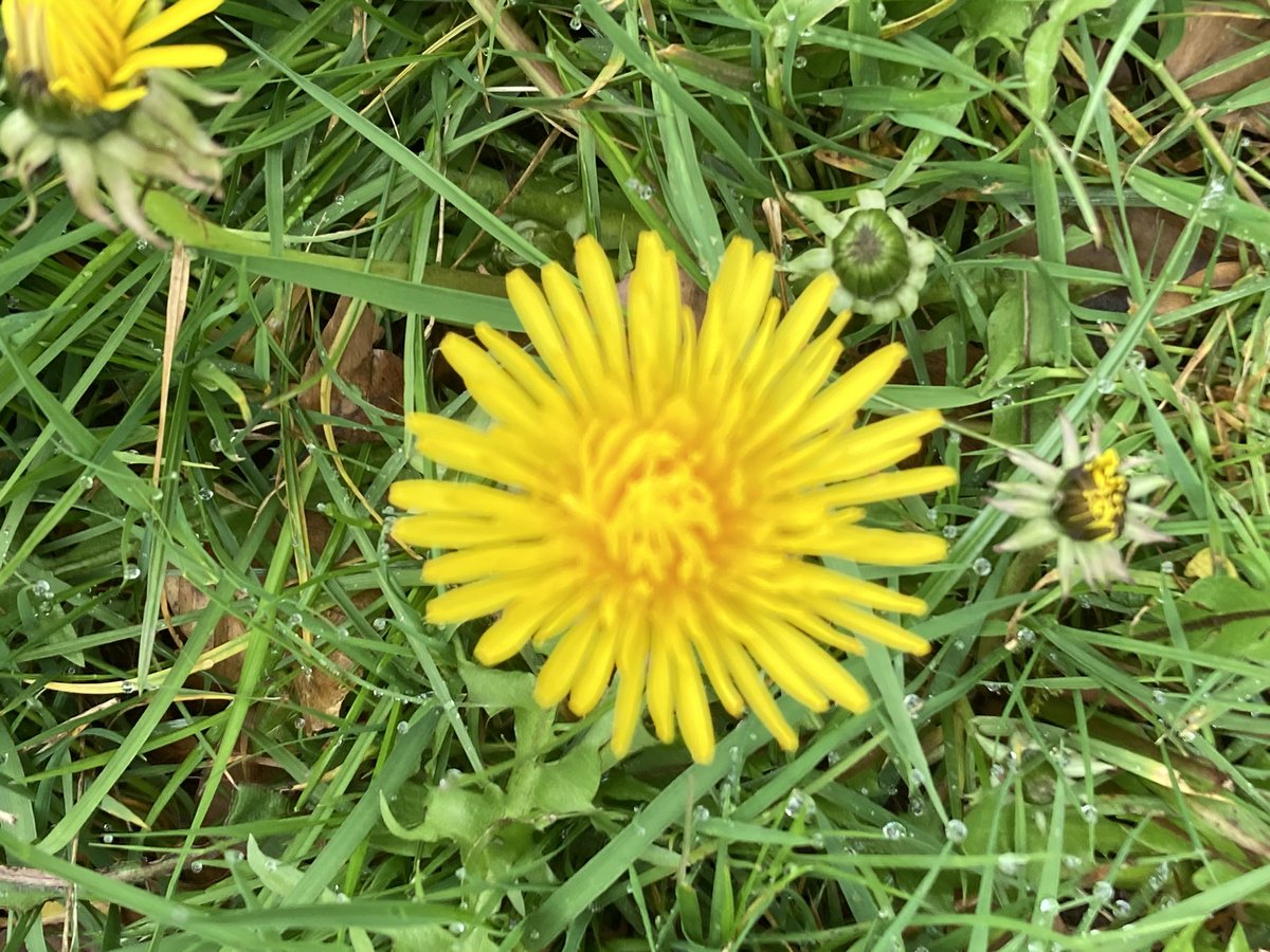 Fabulous spring blossoms on my short walk today #springtime #keepwalking #keephappy #thoughtsandwishes 😌